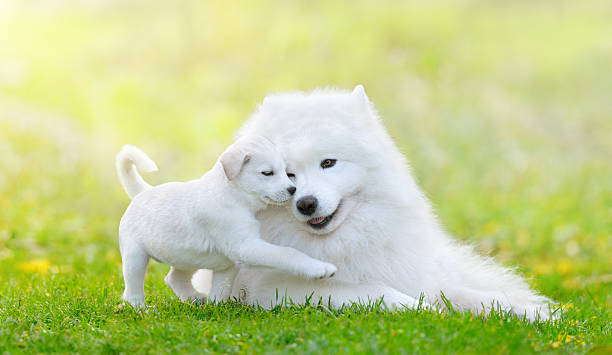 istock Mixed breed white puppy and samoyed dog on green backgroun 506816762