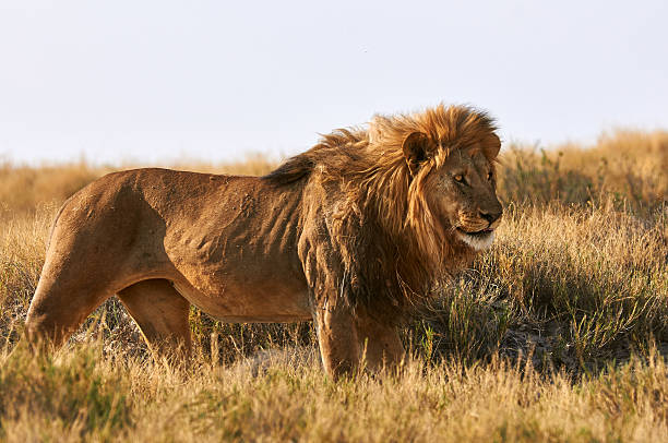 istock Male lion  in the savannah 506816778