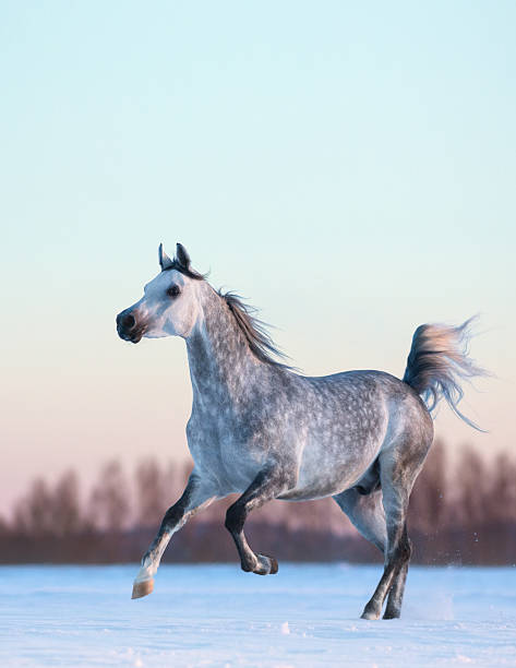 istock Gray Arabian stallion on winter snowfield at sunset 506816854
