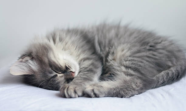 istock Cute furry gray kitten sleeps on a pillow 506817116