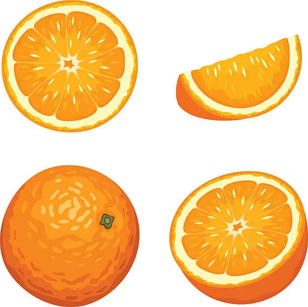 Vector illustration of Whole and sliced orange fruits isolated on white. Vector illustration.