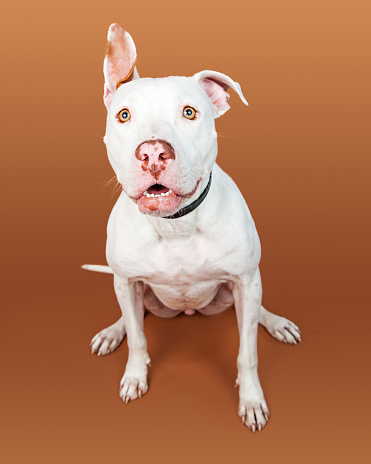 White Large Dog Sitting One Ear Up Stock Photo - Download Image Now -  American Staffordshire Terrier, Animal, Brown - iStock