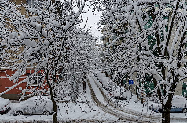 istock All white under snow, winter scenery at trees covered 506818378