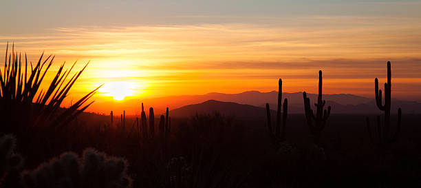 panoramiczne pustynia zachód słońca - arizona phoenix desert tucson zdjęcia i obrazy z banku zdjęć