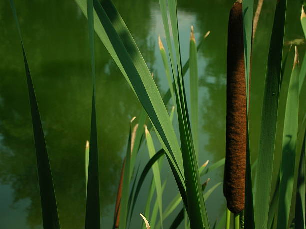 Reeds at the lake stock photo