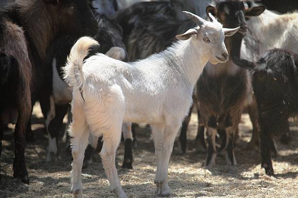 Feral goat in Queensland, Australia stock photo