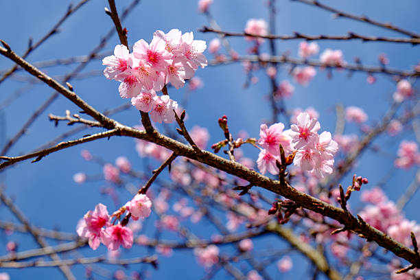 istock Beautiful pink flower blossom 506823460