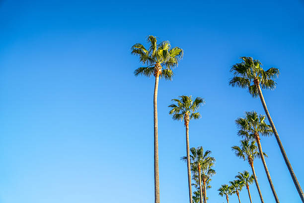 istock Long Beach, Los Angeles 506823770