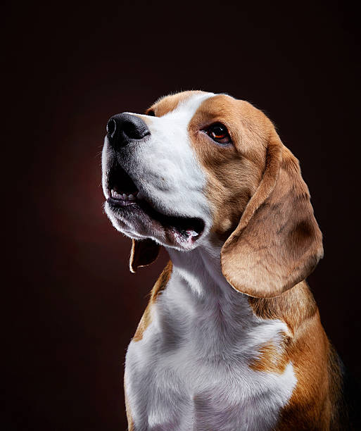 istock Portrait of young beagle dog 506824626