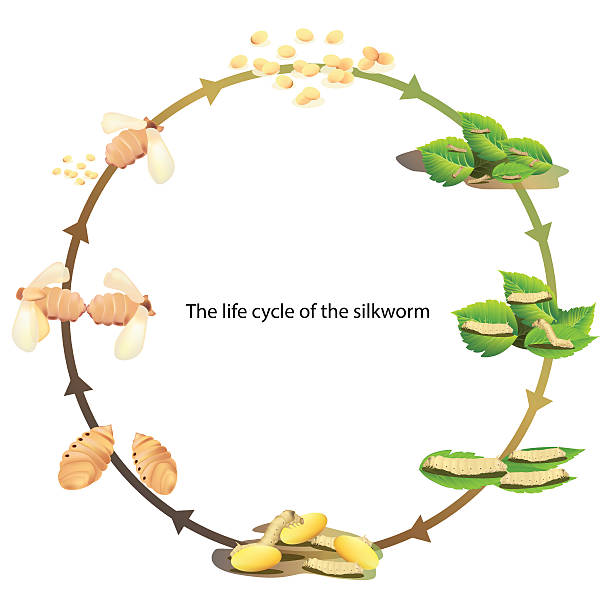 ilustraciones, imágenes clip art, dibujos animados e iconos de stock de vida ciclo gusano de seda - silkworm