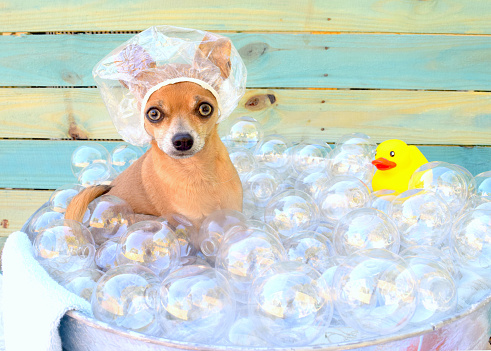Chihuahua en la bañera. photo