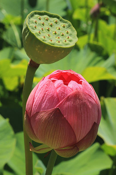 lotosu kwiat lotosu z farm, melbourne, australia - victoria water lily zdjęcia i obrazy z banku zdjęć