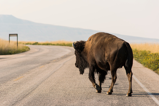 A female bison crosses the road while grazing near Great Salt Lake in Utah, USA.
