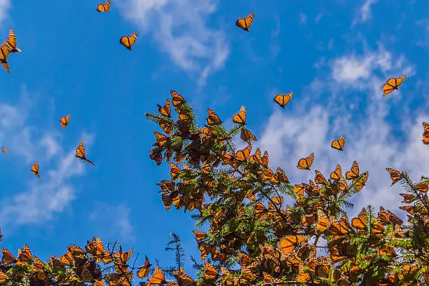 Photo of Monarch Butterflies on tree branch in blue sky background