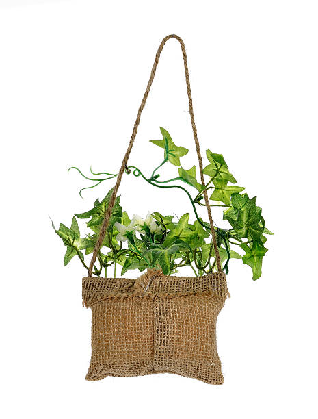 istock hanging basket plant isolated on white background 506831176