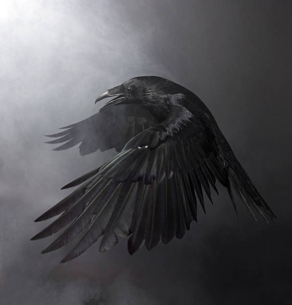 Black Raven Awesome Black Raven in the smoke crow bird photos stock pictures, royalty-free photos & images