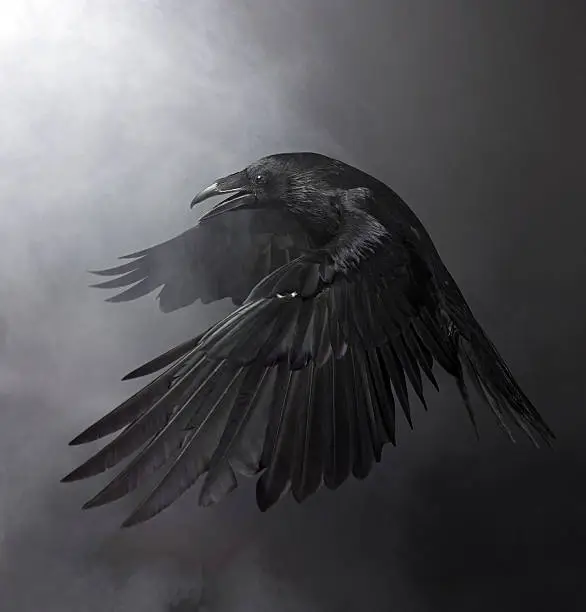 Photo of Black Raven