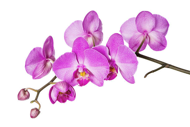 Orchid on White Blossoming branch of purple orchids on a white background orchid stock pictures, royalty-free photos & images