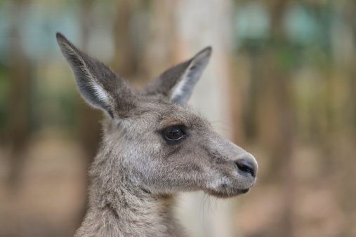 Close-up portrait of a Kangaroo