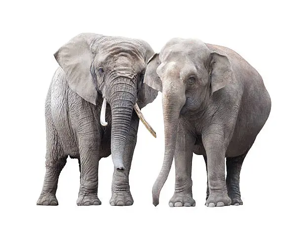 Photo of Pair of elephants isolated on white background