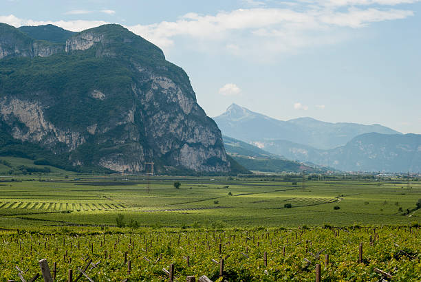 istock vineyards in Trento 506842885