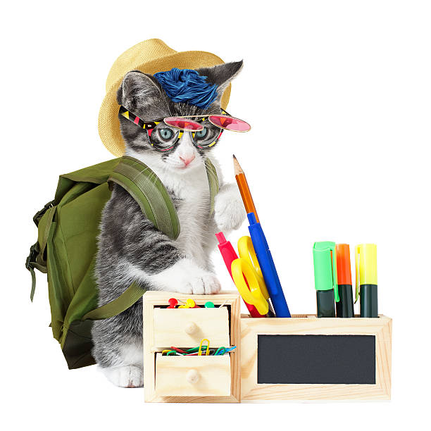 istock Hipster kitty goes to school 506843621