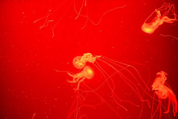 istock Aquarium in Loro Parque, Tenerife 506844339