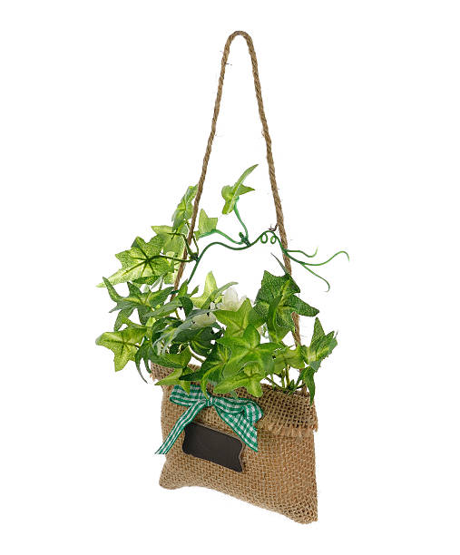 istock hanging basket plant isolated on white background 506844386