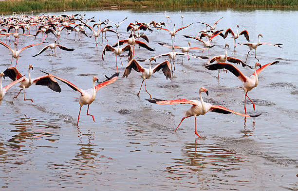 istock Flock of Flamingos 506844413