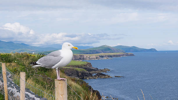 clare scogliere di moher con gabbiano - county clare immagine foto e immagini stock