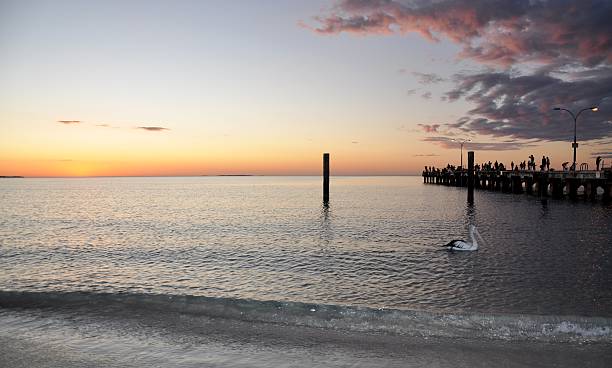 istock Pelican: Swimming by the Jetty 506844786