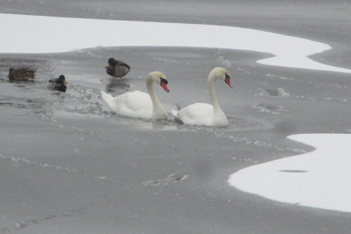 Swan couple swimming in a river on a cold frosty winter morning.