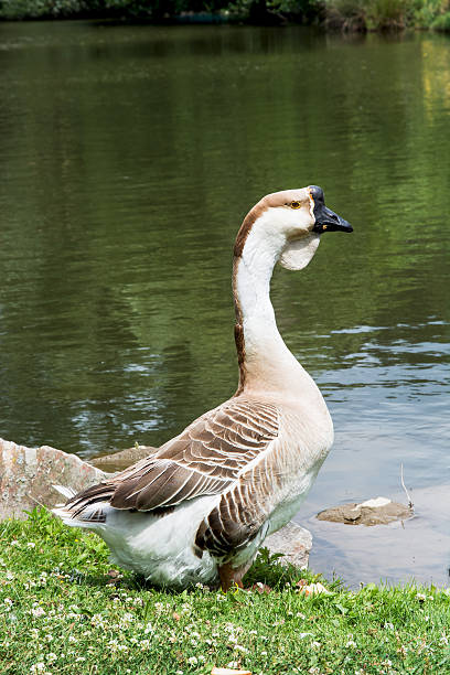 Swan goose (Anser cygnoides) The Swan goose (Anser cygnoides) is a rare large goose with a natural breeding range in inland Mongolia, northernmost China, and southeastern Russia. anseriformes photos stock pictures, royalty-free photos & images