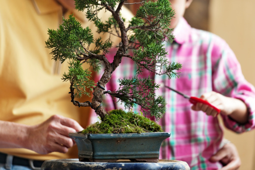 Grandfather showing his grandson how to take care of a Tree Penjing