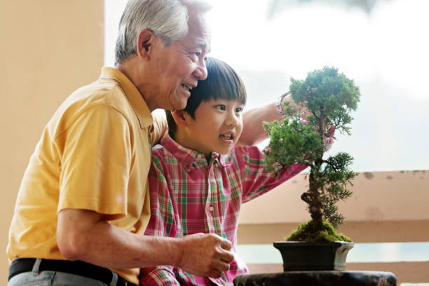 grand-père montrant son petit-fils comment prendre soin d'arbre penjing - senior adult photograph photography family tree photos et images de collection
