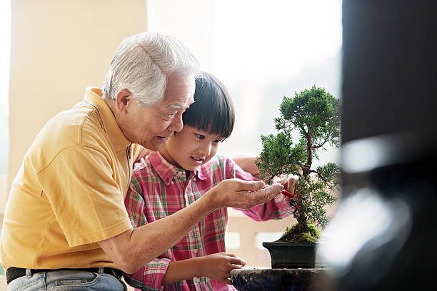 grand-père montrant son petit-fils comment prendre soin d'arbre penjing - senior adult photograph photography family tree photos et images de collection
