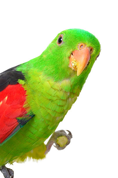 Australian Green Parrot on white Australian Eclectus Parrot, eating a pastachio nut on a white background. eclectus parrot stock pictures, royalty-free photos & images