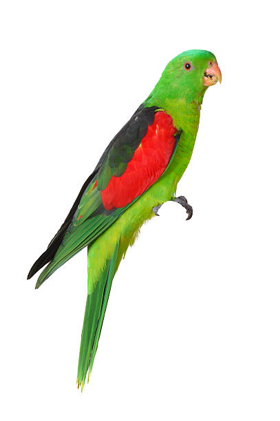 istock Australian Green Parrot on White 506845393