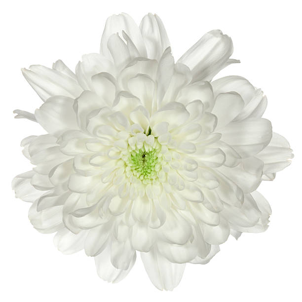 istock single white flower chrysanthemum closeup 506845684