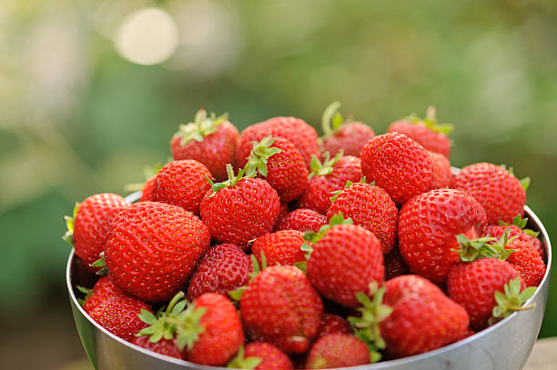 istock Honeoye variety starwberries at sunset 506845925
