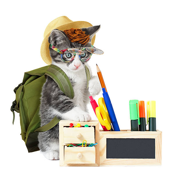 istock Hipster kitty goes to school 506846005