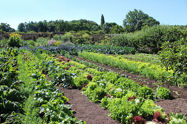 istock Image of walled kitchen-garden growing vegetables, lettuces, lettuce plants, carrots 506846151