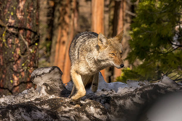 istock Coyote (Canis latrans) works in  Yosemite, California 506846224