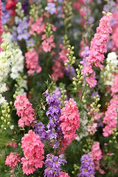 Snapdragon, Antirrhinum Majus