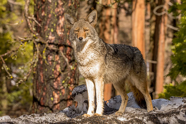 Coyote (Canis latrans) Looks forward in Yosemite, California Coyote (Canis latrans) in the snow Looks forward - captive animal yosemite falls stock pictures, royalty-free photos & images