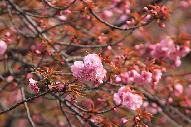 istock Sakura Osaka, Japan Mint 506846494