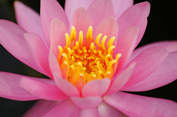 european white water lily stock photo