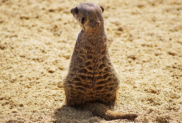 back of gopher sitting on sand stock photo
