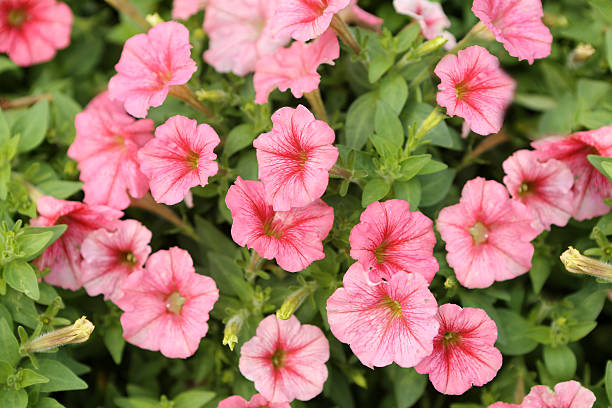 istock Garden Petunia - Petunia Hybrida 506846668