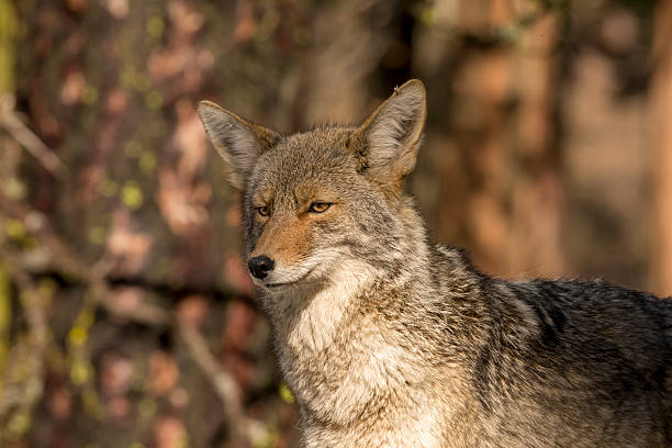 istock Coyote (Canis latrans) Looks forward in Yosemite, California 506846682